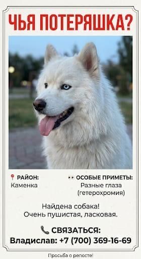 Найдена собака самоед