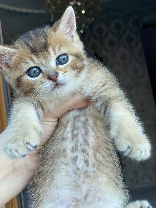 Шиншиллы золотые голубые