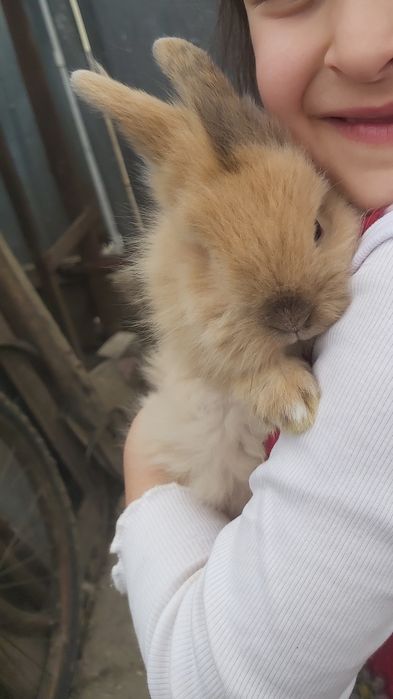 Vind iepure cap de leu