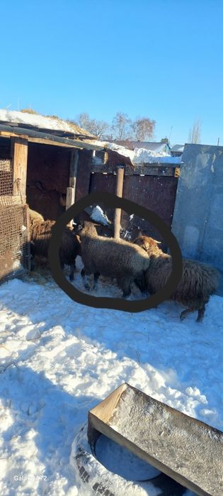 Продам двух баранов