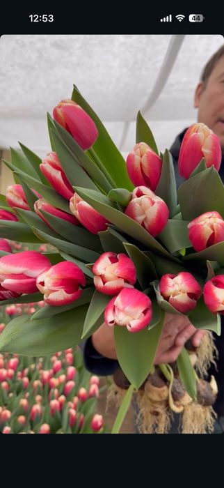 Тюльпаны предзаказ