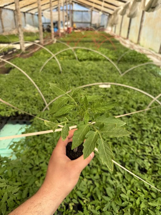 Разсади: Домат , Краставица , Пипер, тиквичка и патладжан