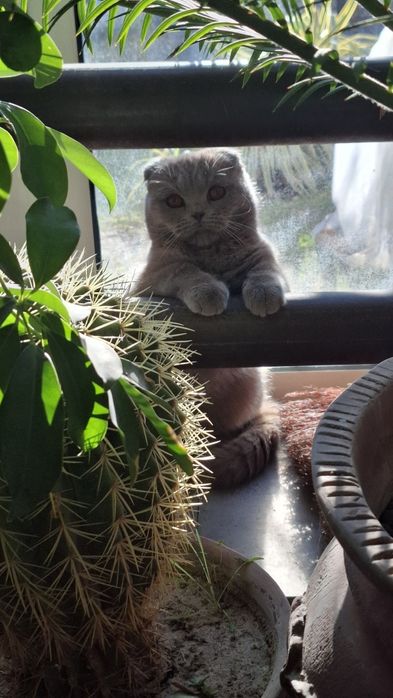 Кот для вязки скотиш