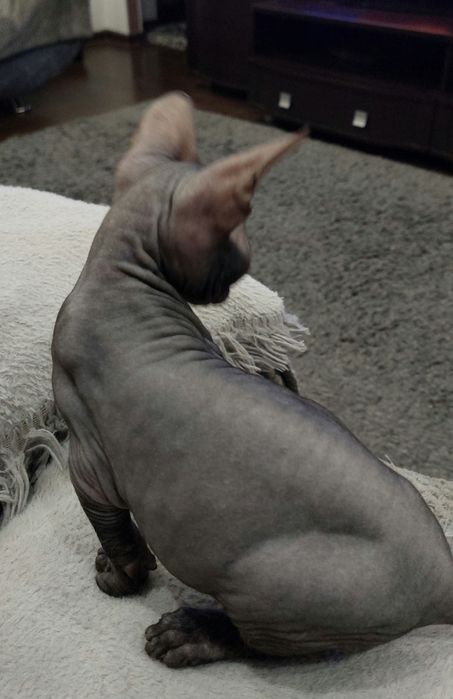 Продаётся котик породы Донского Сфинкса