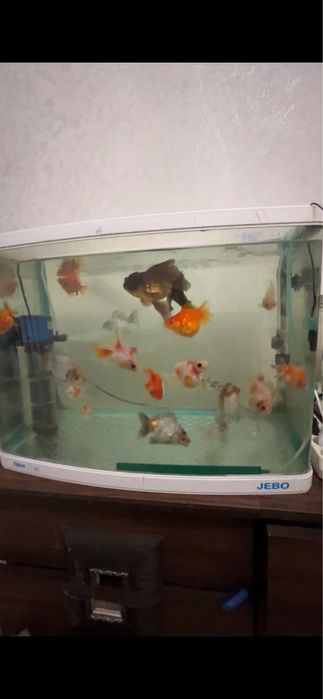 Продаю аквариумных рыбок