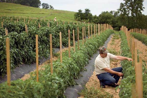 Agrotextil 4.15 x 100m.PRETURI IMPORTATOR ! GARANTIE 7 ANI; 100gr