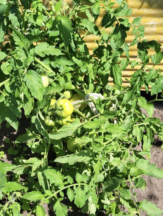 Продаётся дача 6 соток