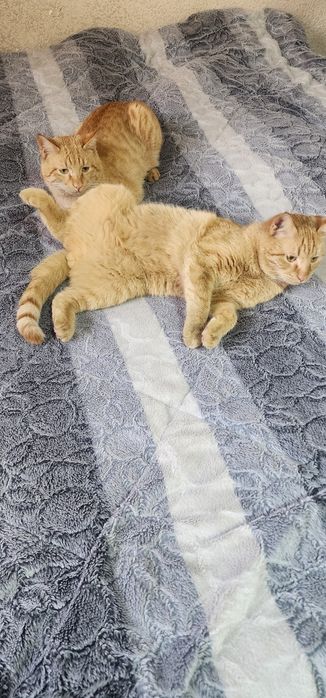 Мушук хадияга бесплатно