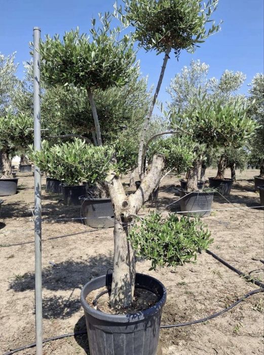 Vand maslini seculari si bonsai