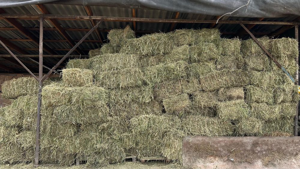 Жонышка сатамын, продаю клевер