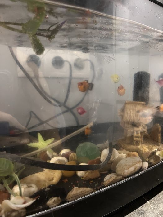 Аквариум с рыбками