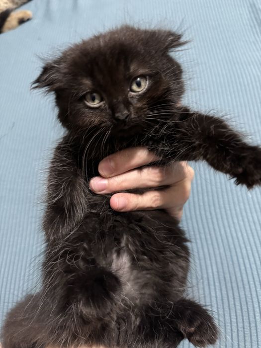 Шотландские котята