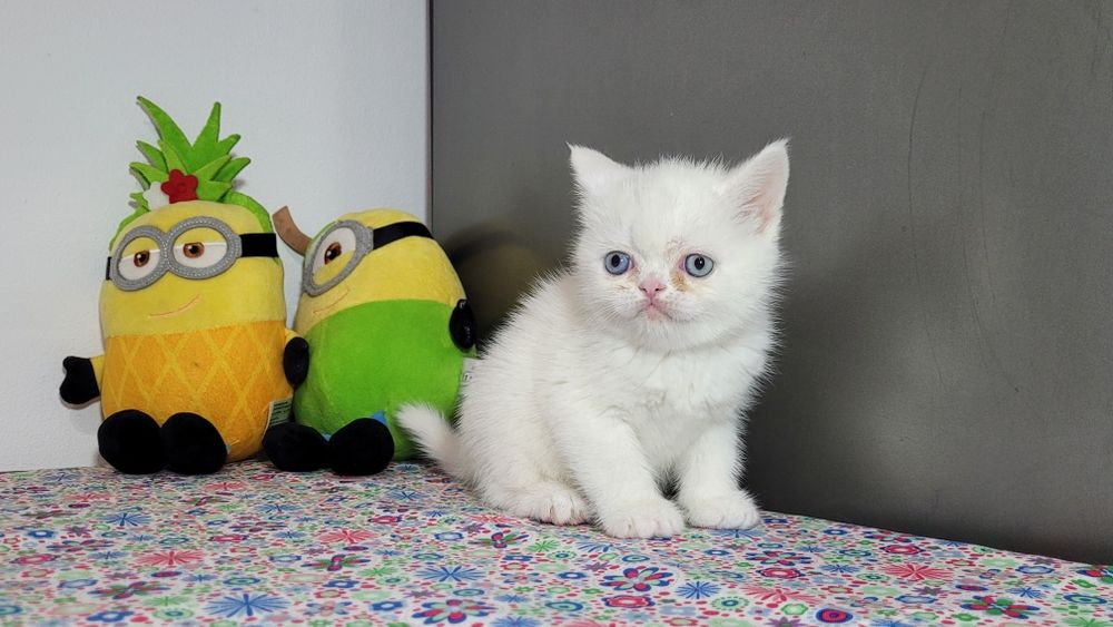British shorthair  red point