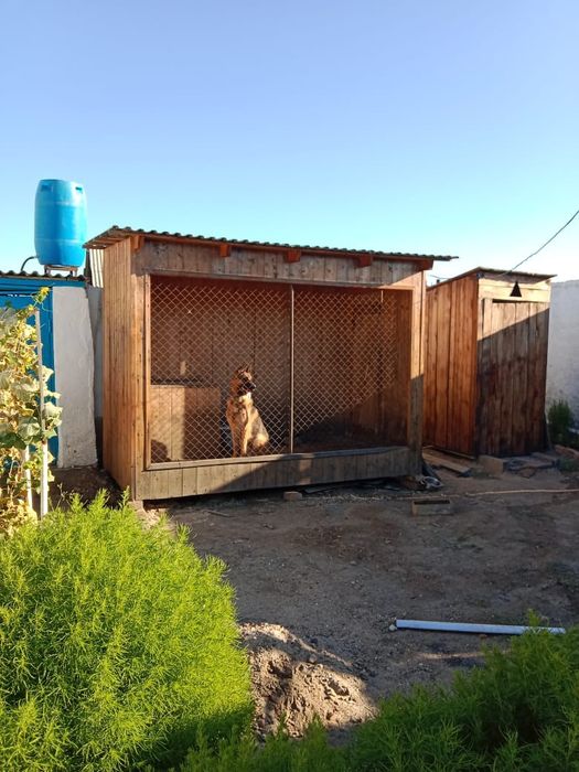 Кобель для вязки