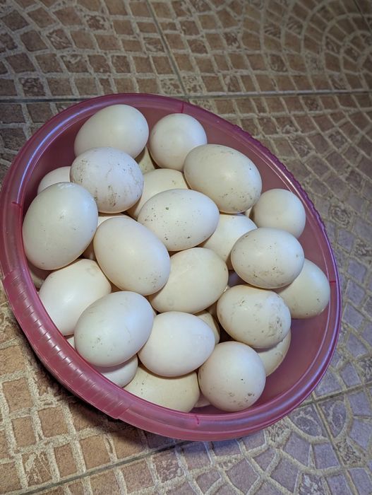 oua rata leseasca (muta) pentru incubare