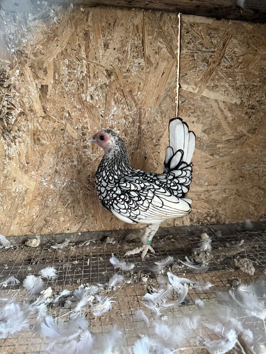 pereche de sebright cocos si gaina (gaini ornamentale)