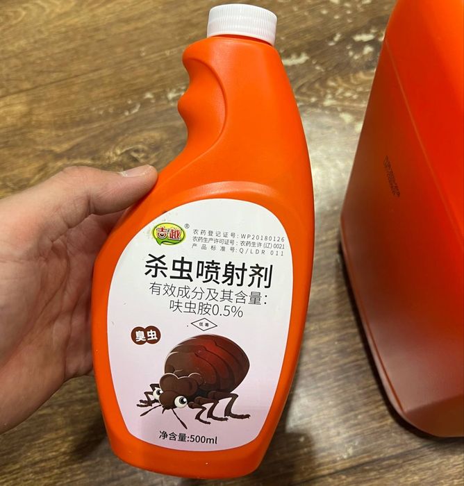 Таракан дори Америка (оригинал), клапа дори хам бор