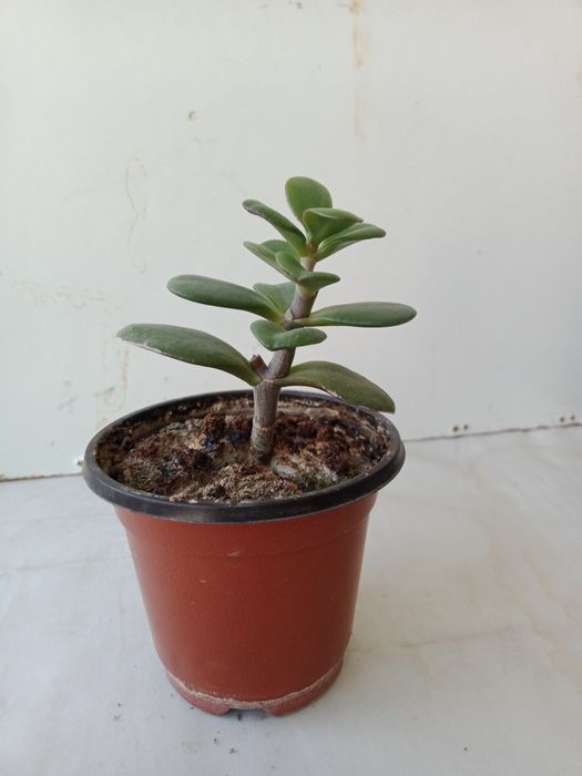 Денежное дерево, хороший подарок.