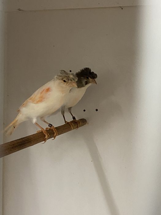 Vand Canari  Arlechin Portughez