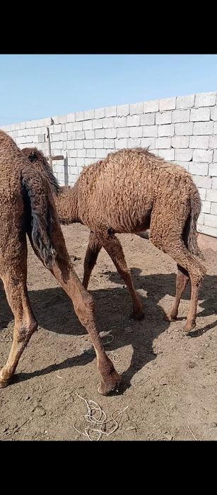 Орыс порно Коля трахают тезірек