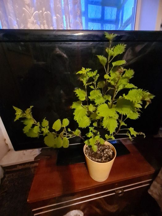 Колиус цветок домашний