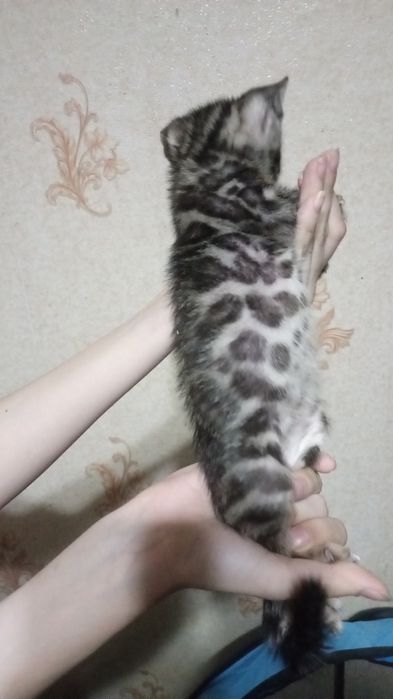 Бенгальские котята
