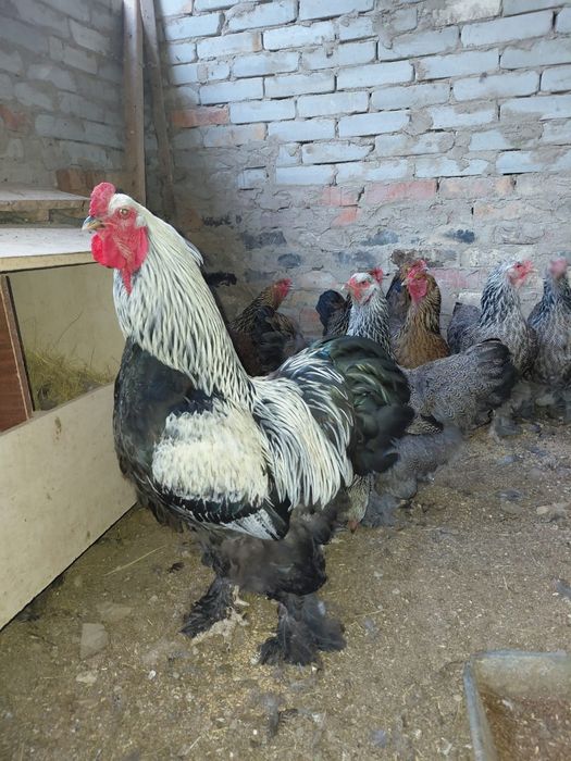 Продаются брама.