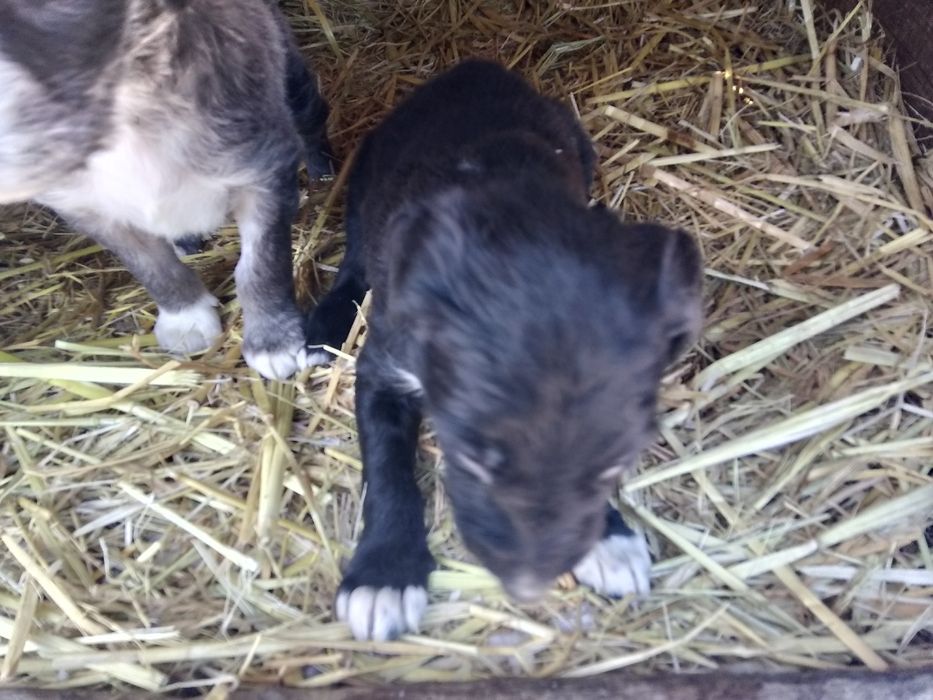 Продаются щенки породы тазы