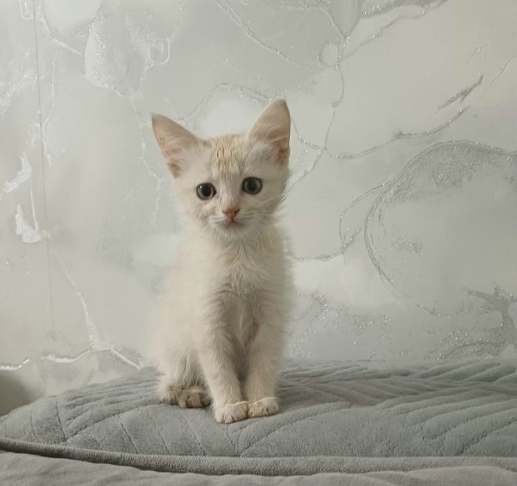 Отдам котёнка в добрые руки