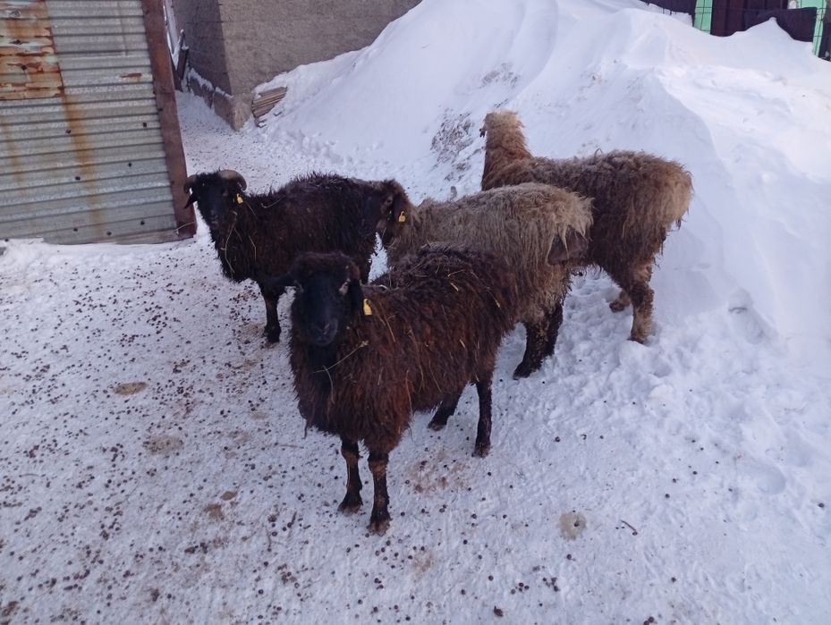 Продаются бараны