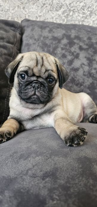 Мопсы бежевого окраса девочки и мальчики