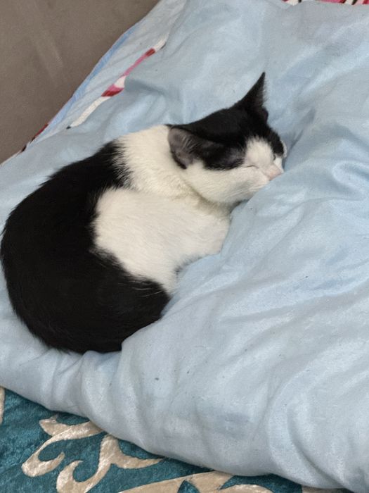 Отдам кошку,котенок