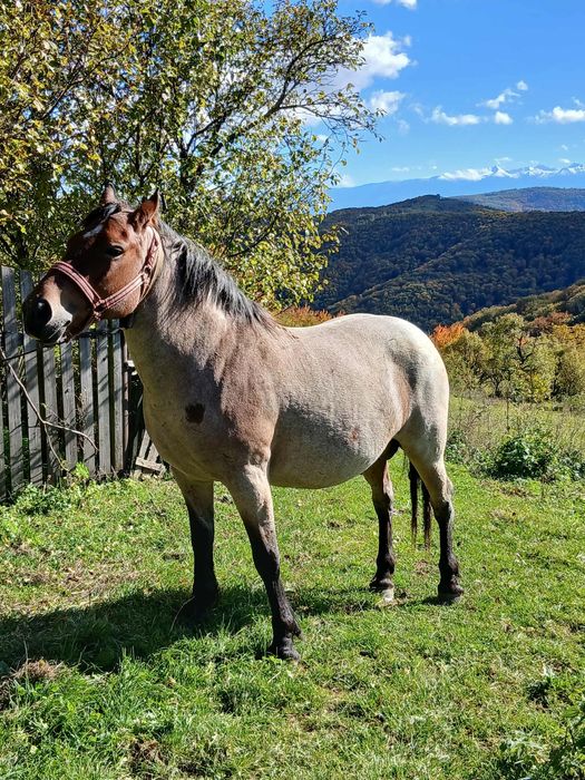 De vânzare iapă cu mânză