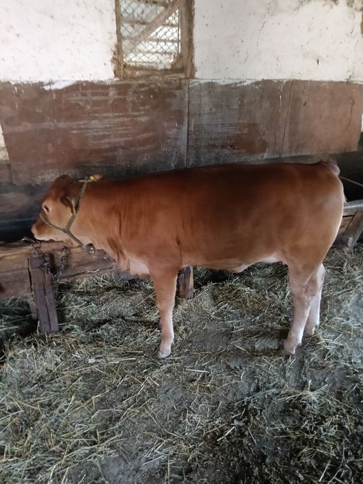 Vând vițea de 3 luni