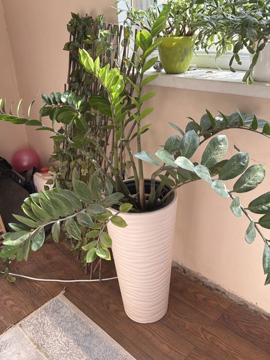 Голландский Доллор домашний