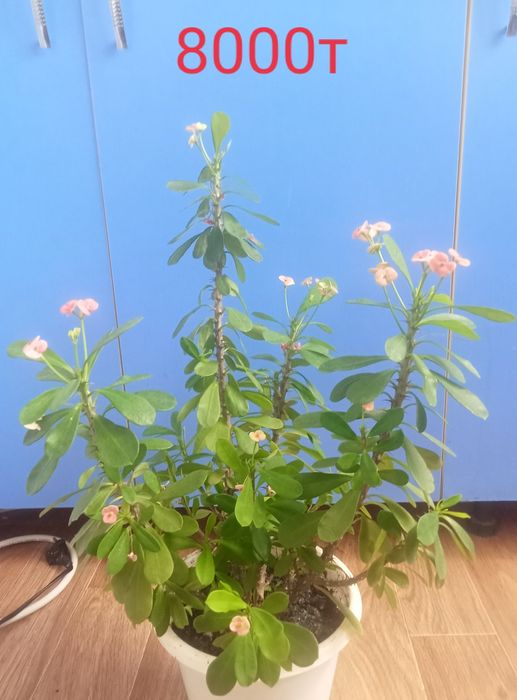 Комнатные растения