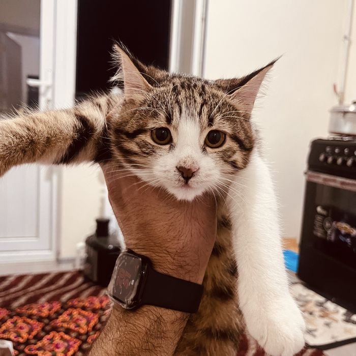 Мушугимга ЭР керак срочно. Зайбал кворди домда миёвлаб