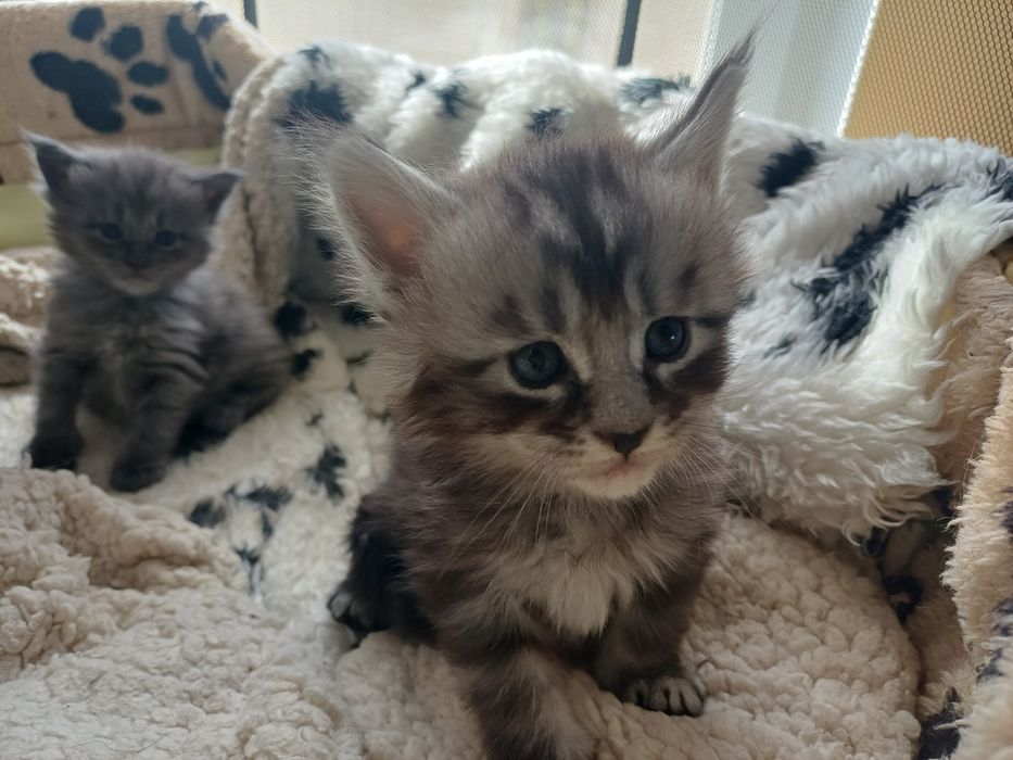 Maine Coon fetita