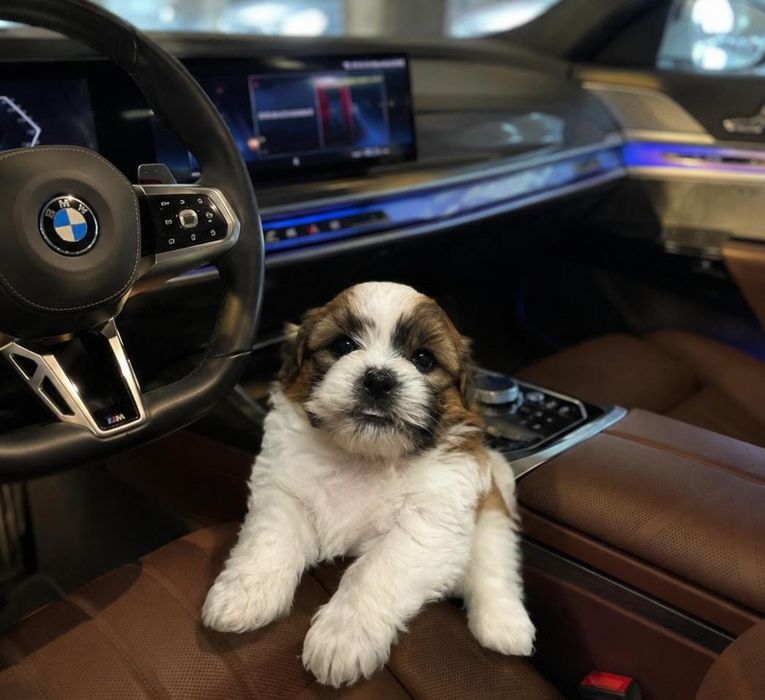 Shih tzu mini toy