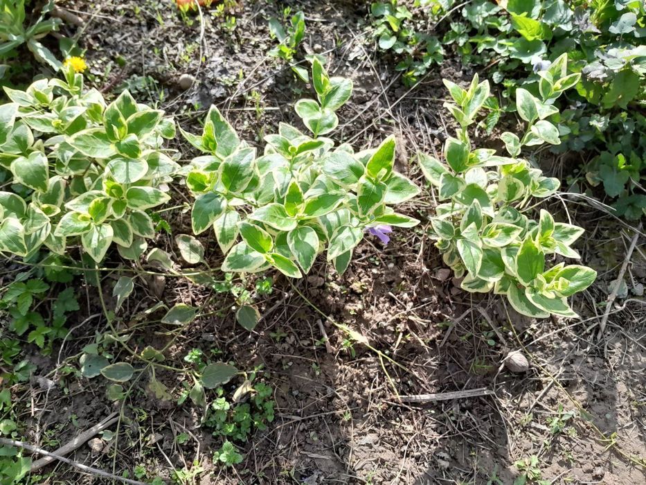 Продам садовые цветы мелисса папоротник ромашка и др