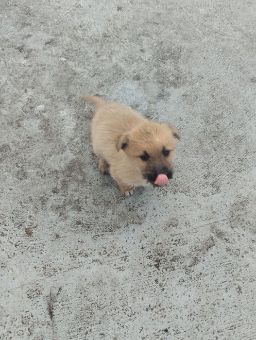 Щенки очень красивые