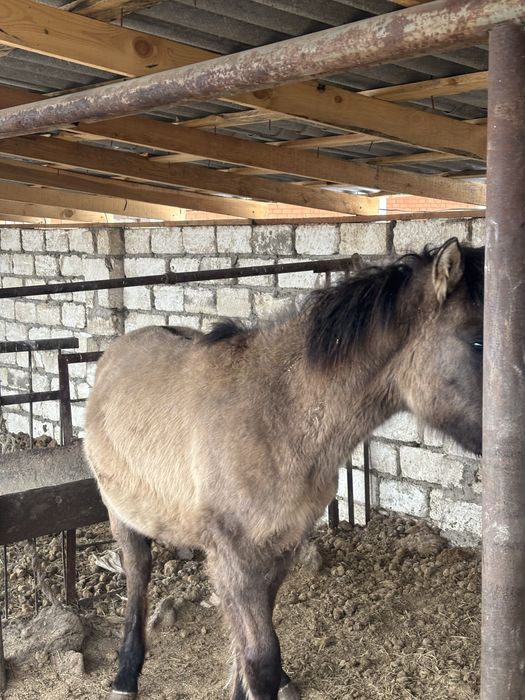 Срочно продам мз