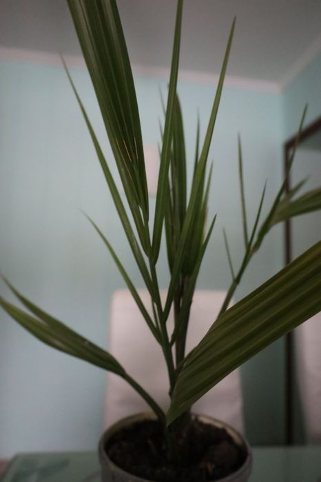 Комнатные цветы.