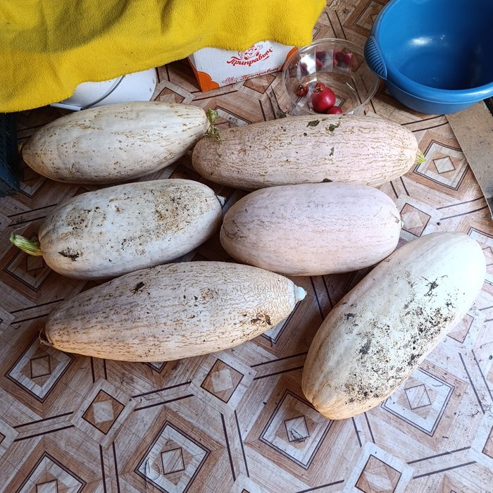 Продам.  Тыквы северная сторона