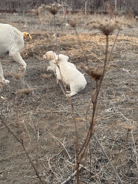 Щенки в добрые руки