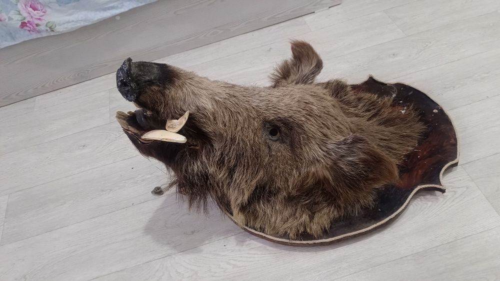 Кабан дикий крупный