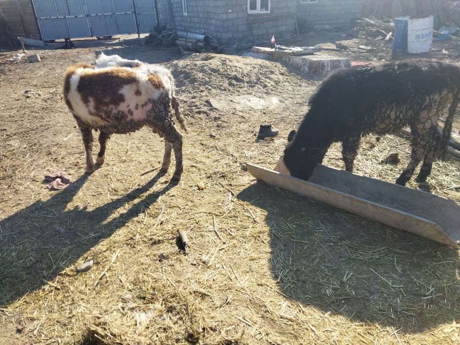 Ургашы баспактар сутти сиыр тукымы