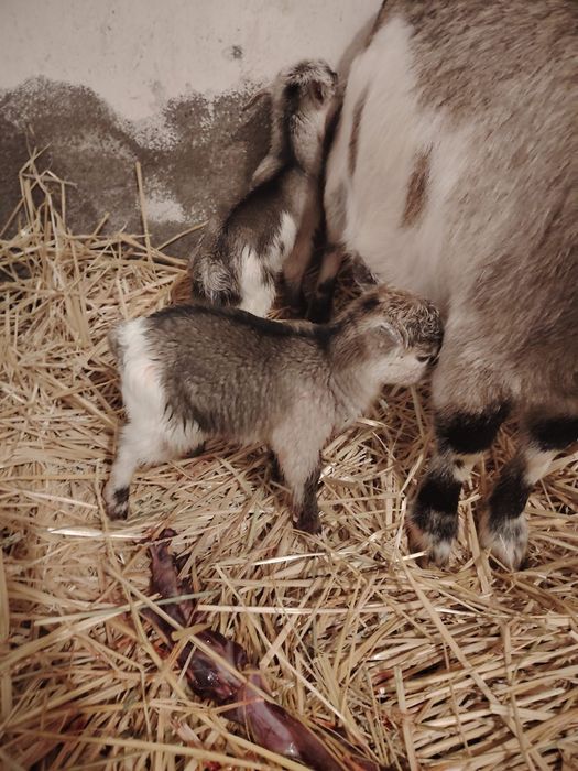 Vând iezi de capre pitice