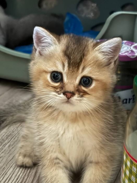 котята , шиншиллы