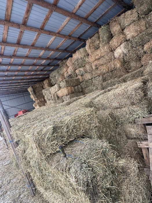 Baloti lucerna, lucerna curata